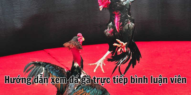 da-ga-truc-tiep-binh-luan-vien-huong-dan