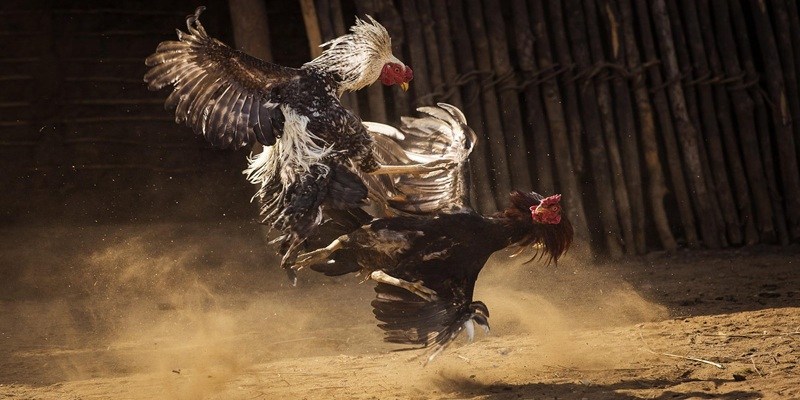 Gà chọi huyền thoại mang tinh thần của chiến binh