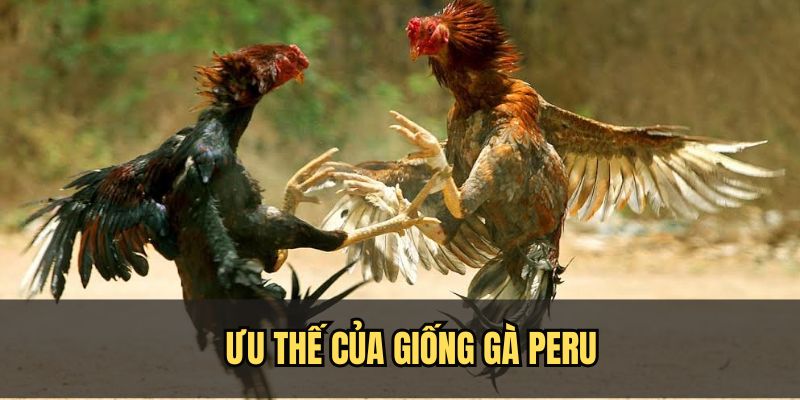 Gà Peru được nhiều người chơi yêu thích và ưu tiên lựa chọn